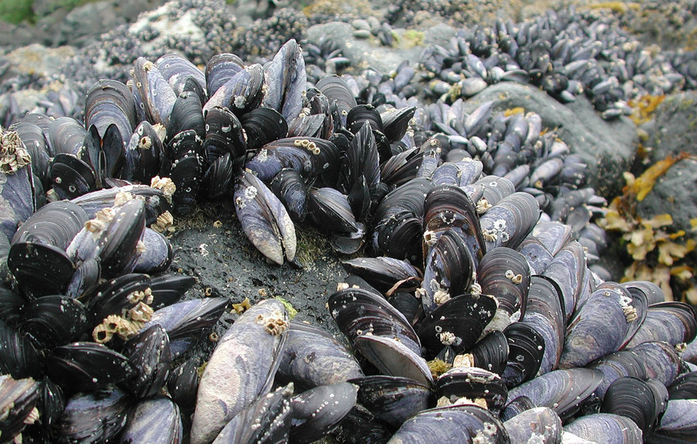 Molluscs Browse Image