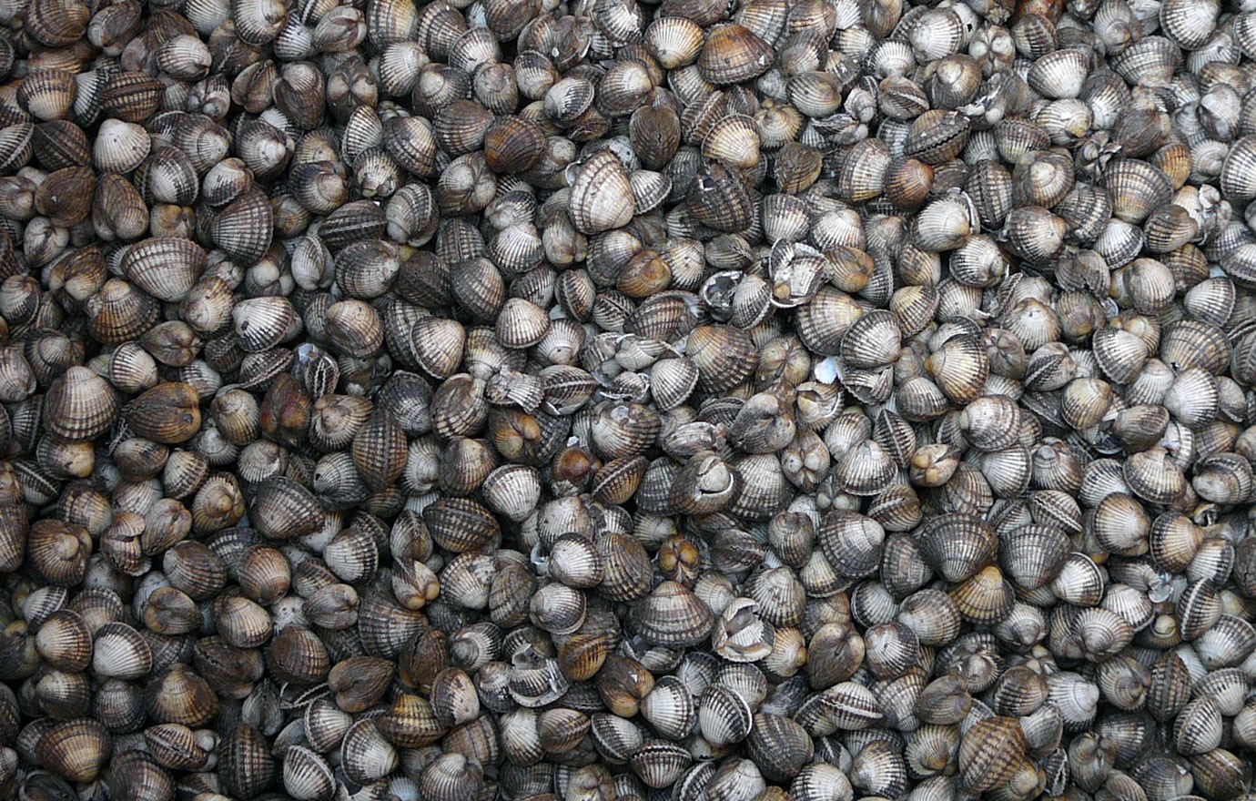 Shellfish Browse Image